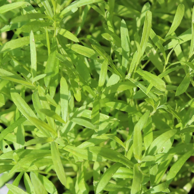 MHD 06/25 Russischer Estragon Samen, Artemisia dracunculus