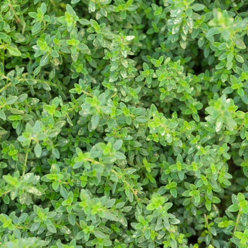 Echter Thymian Samen, Thymus vulgaris MHD 06/27