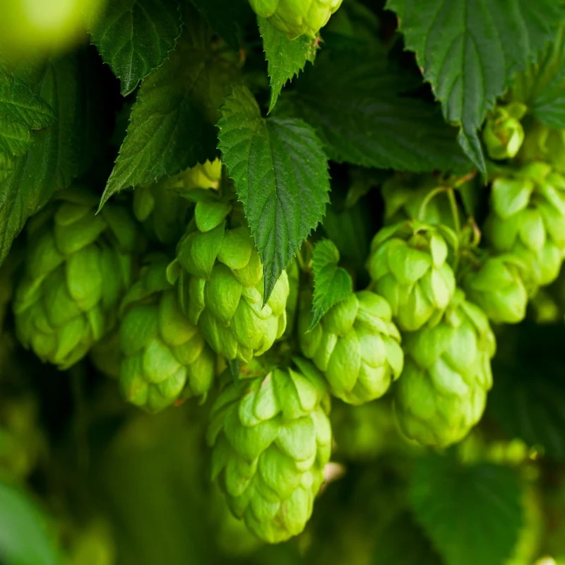 Echter Hopfen Samen, Humulus lupulus