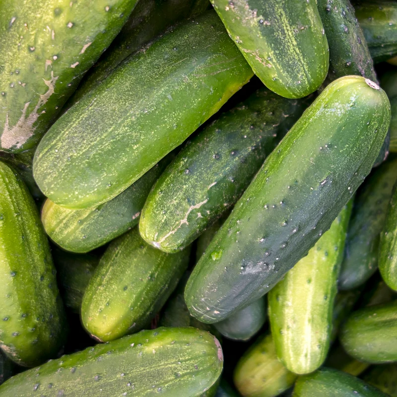 Salat- und Einlegegurke Delikatess Samen