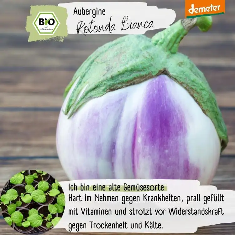 Demeter Aubergine Rotonda di Rosa Samen