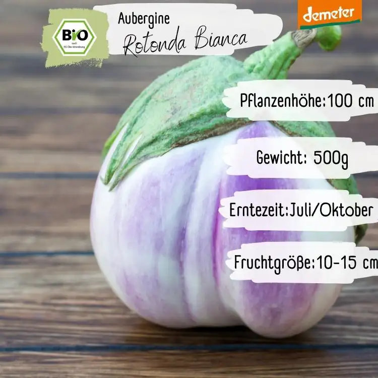 Demeter Aubergine Rotonda di Rosa Samen
