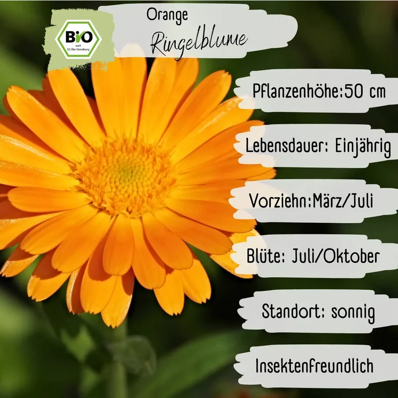 Bio Ringelblume Orange Samen