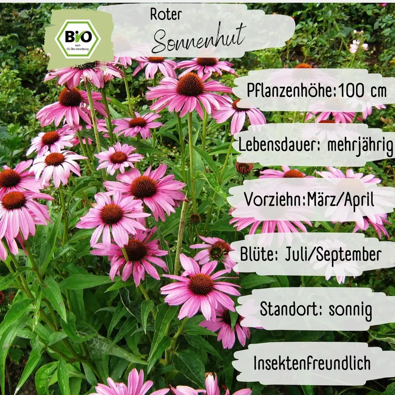 Bio Roter Sonnenhut Samen