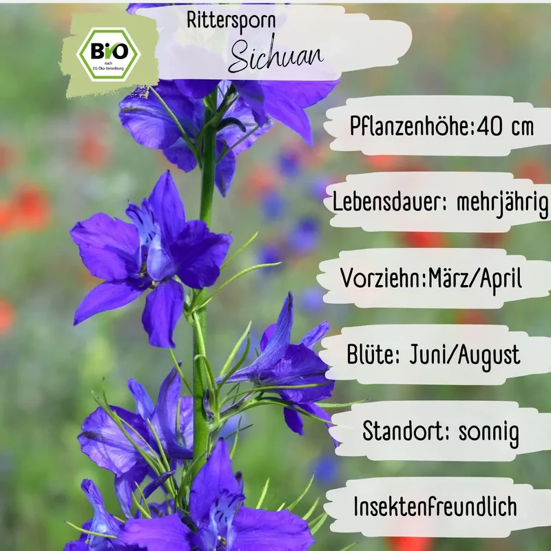 Bio Rittersporn Sichuan Samen