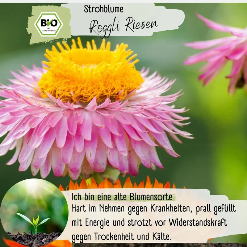 Bio Strohblume Samen Roggli Riesen