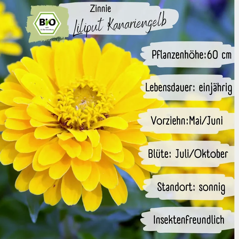 Bio Zinnie Samen Liliput Kanariengelb