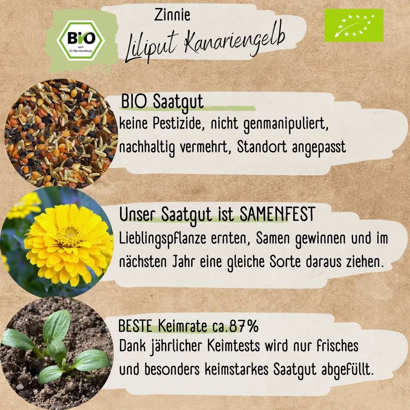 Bio Zinnie Samen Liliput Kanariengelb