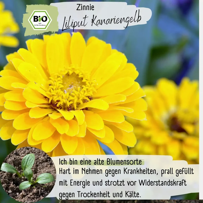 Bio Zinnie Samen Liliput Kanariengelb