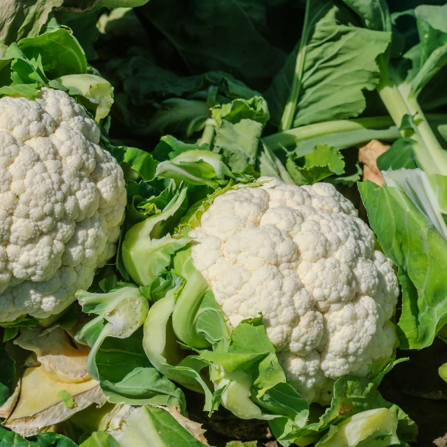 Cauliflower: Snowball X Organic Seed