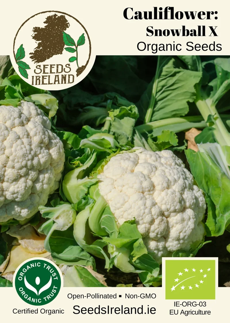 Cauliflower: Snowball X Organic Seed