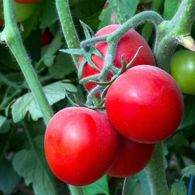 Tomato: Moneymaker Organic Seed