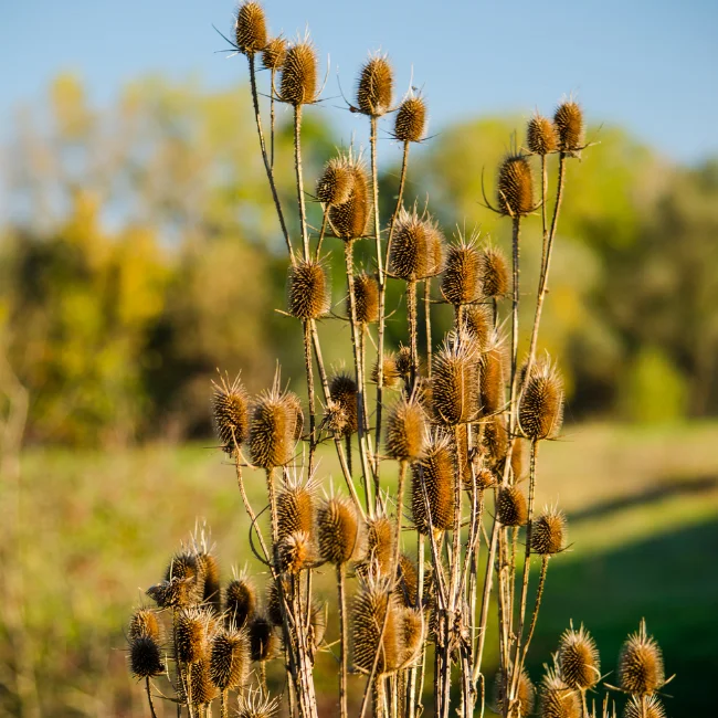 Wild Teasel Organic Seed