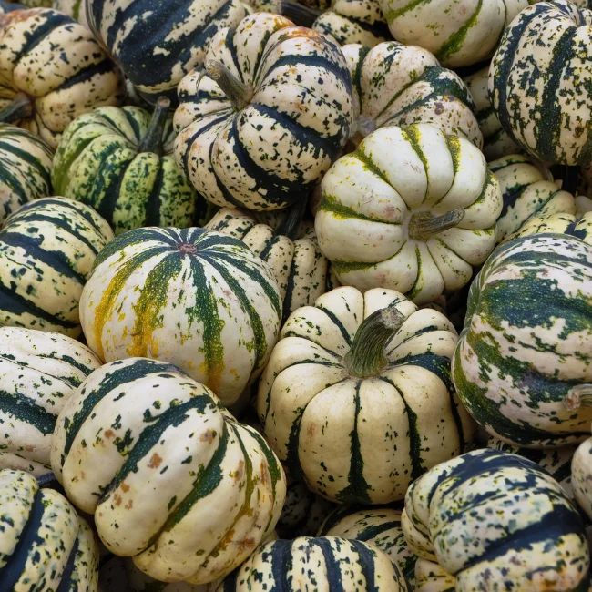 Squash: Sweet Dumpling Organic Seed