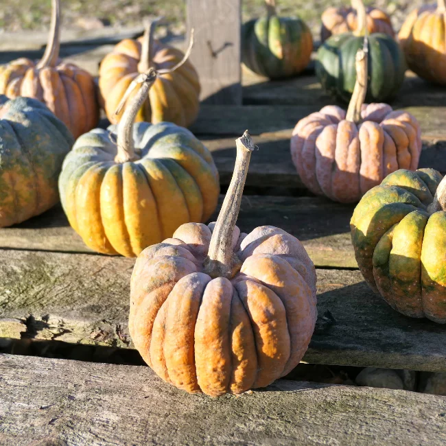 Squash: Black Futsu Organic Seed