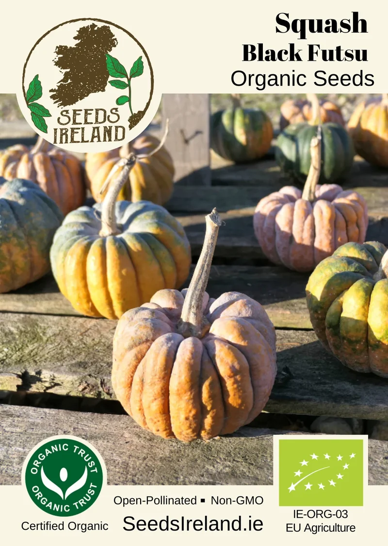 Squash: Black Futsu Organic Seed