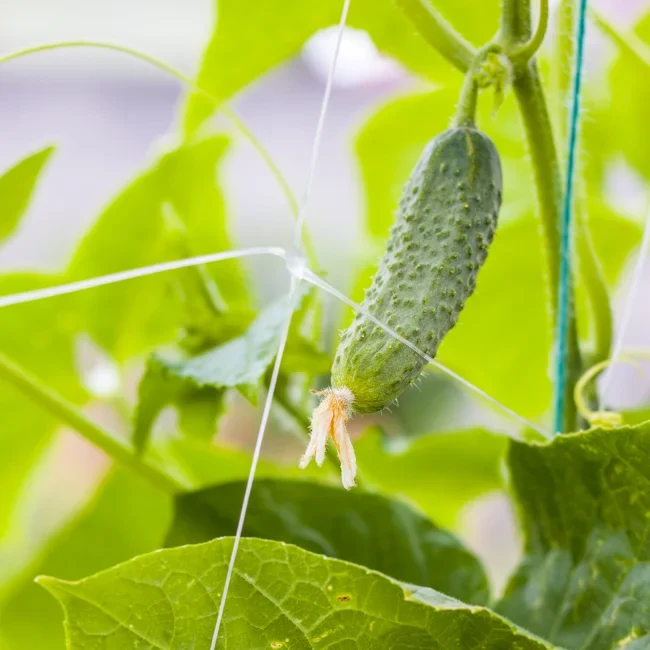 Gherkin: Hokus Organic Seed