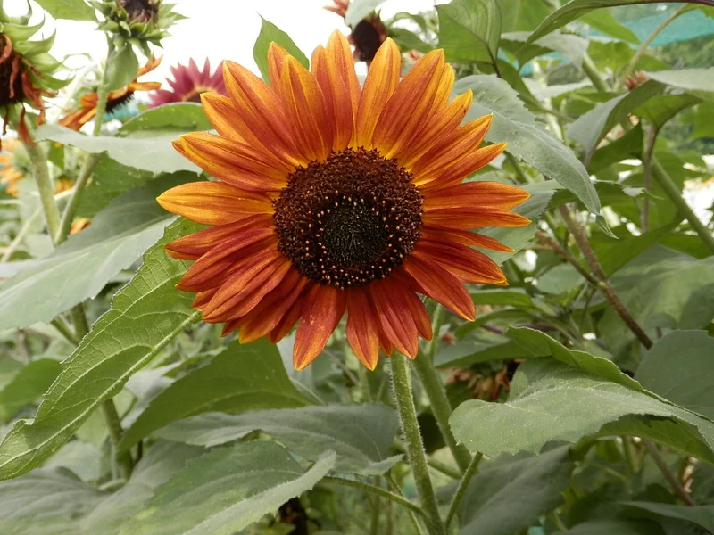 BIO Saatgut Rote Sonnenblume