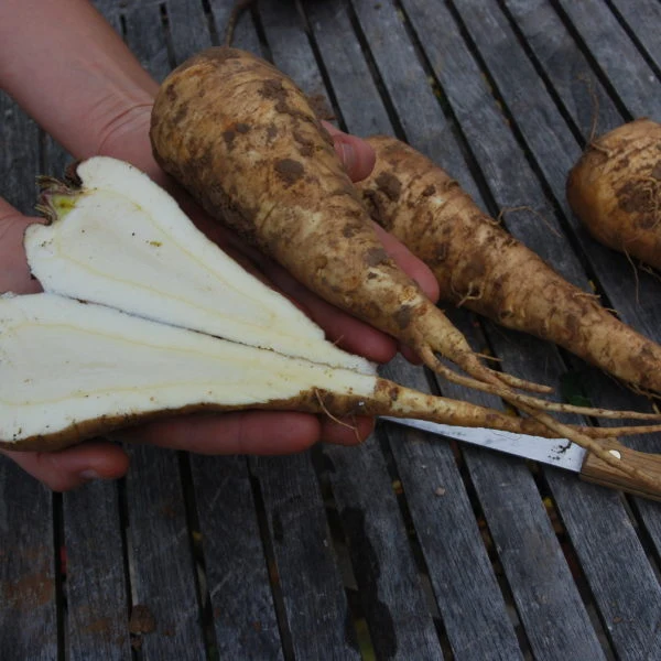 BIO Saatgut Pastinake White King