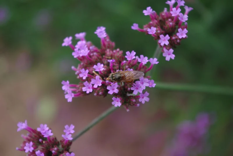 BIO Saatgut Hohes Eisenkraut (Verbena bonariensis)