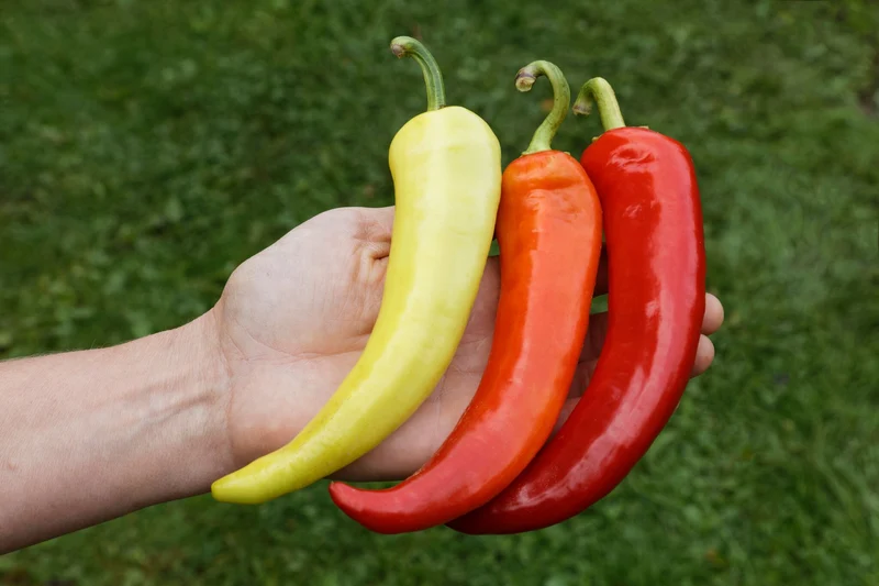 BIO Saatgut Paprika Sweet Banana