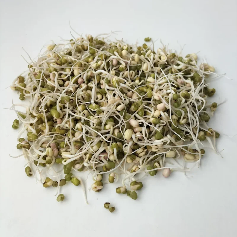 Organic Sprouting Seed: Mung Bean