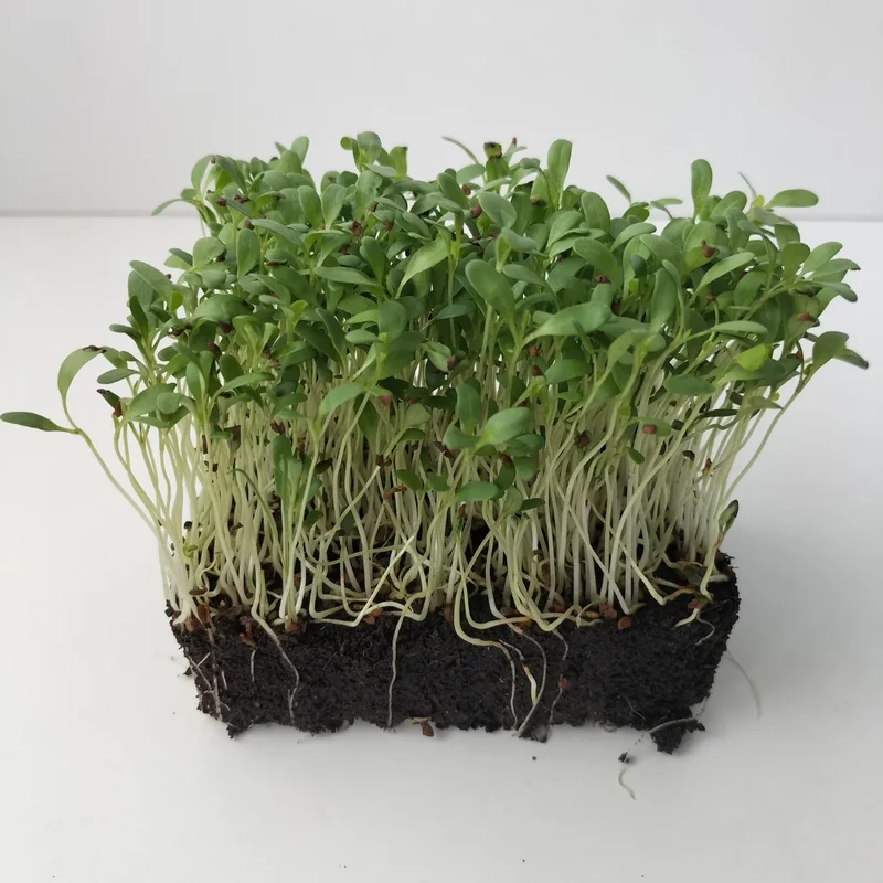Organic Microgreen Seed: Alfalfa