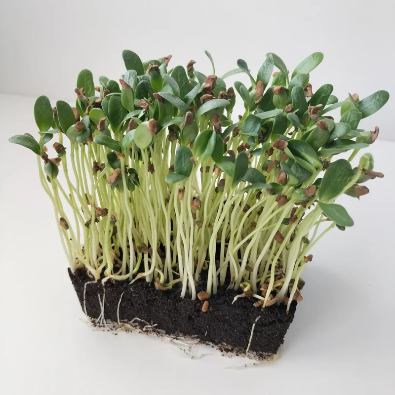Organic Microgreen Seed: Fenugreek