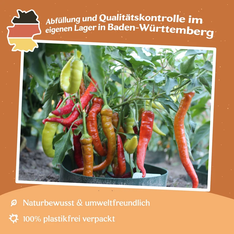 Paprika Beros Samen