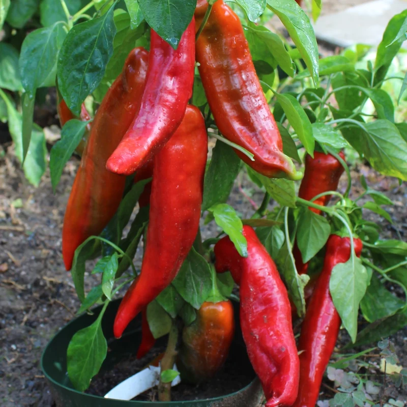 Paprika Corno di toro rosso Samen