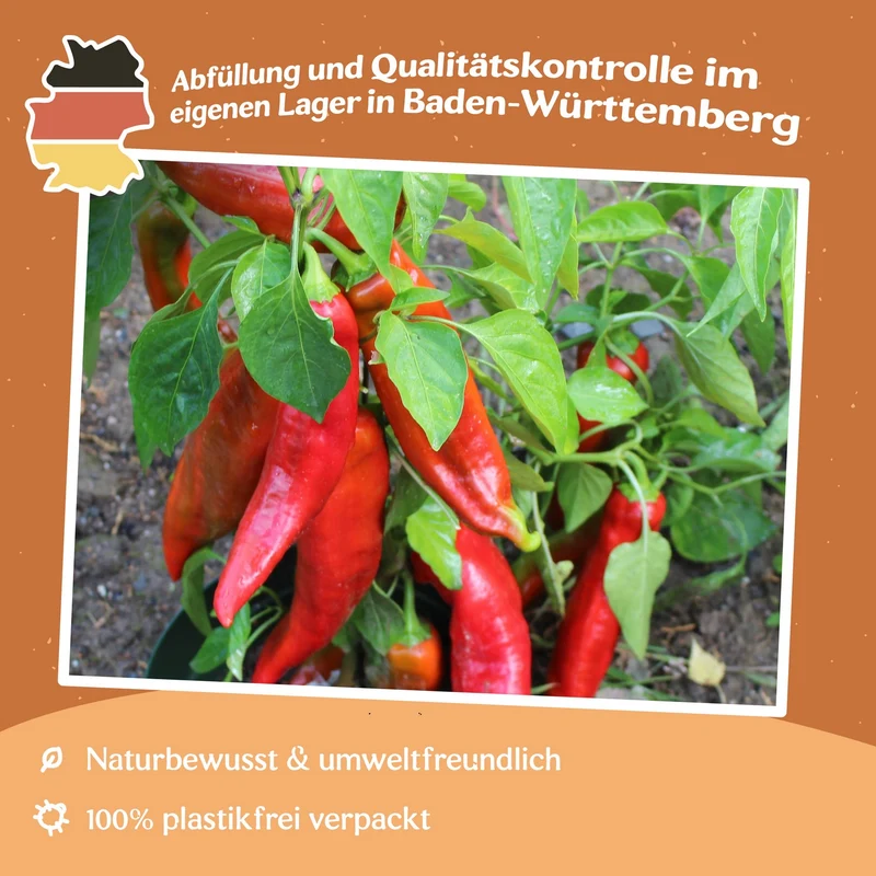 Paprika Corno di toro rosso Samen