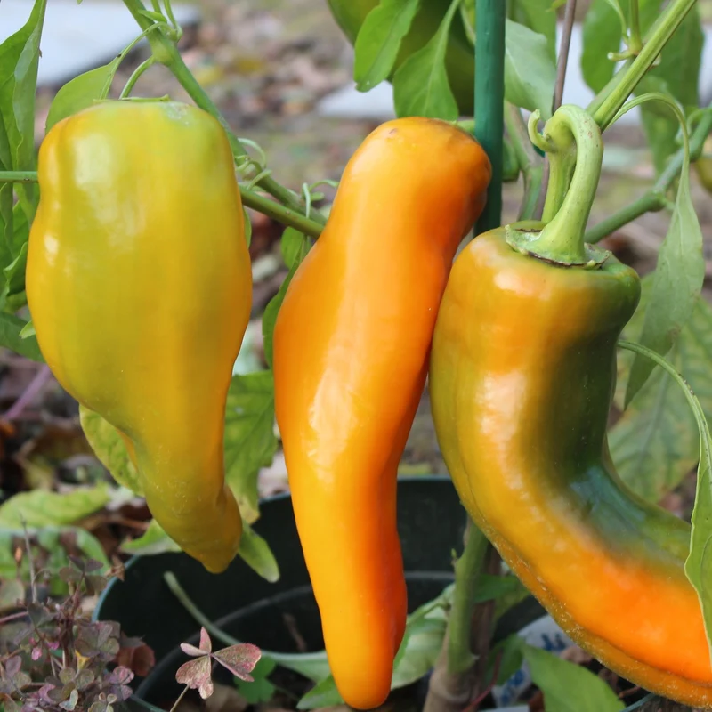 Paprika Corno di toro giallo Samen