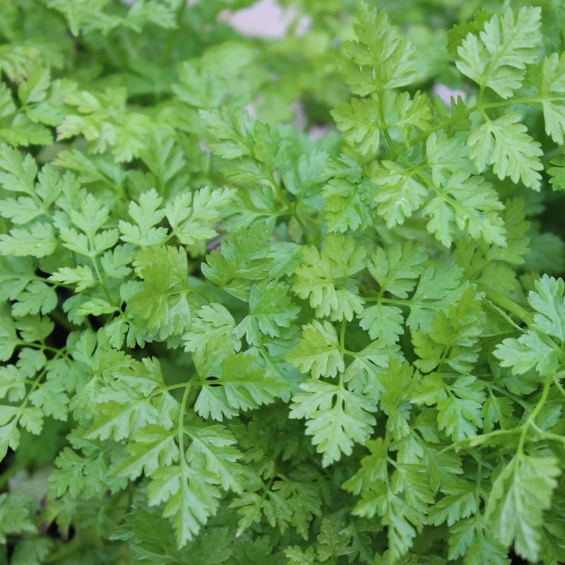 Kerbel Commun Samen, Anthriscus cerefolium