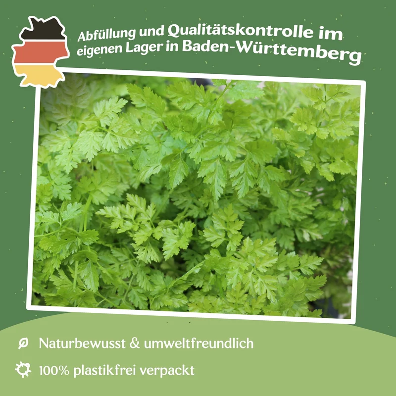 Kerbel Commun Samen, Anthriscus cerefolium