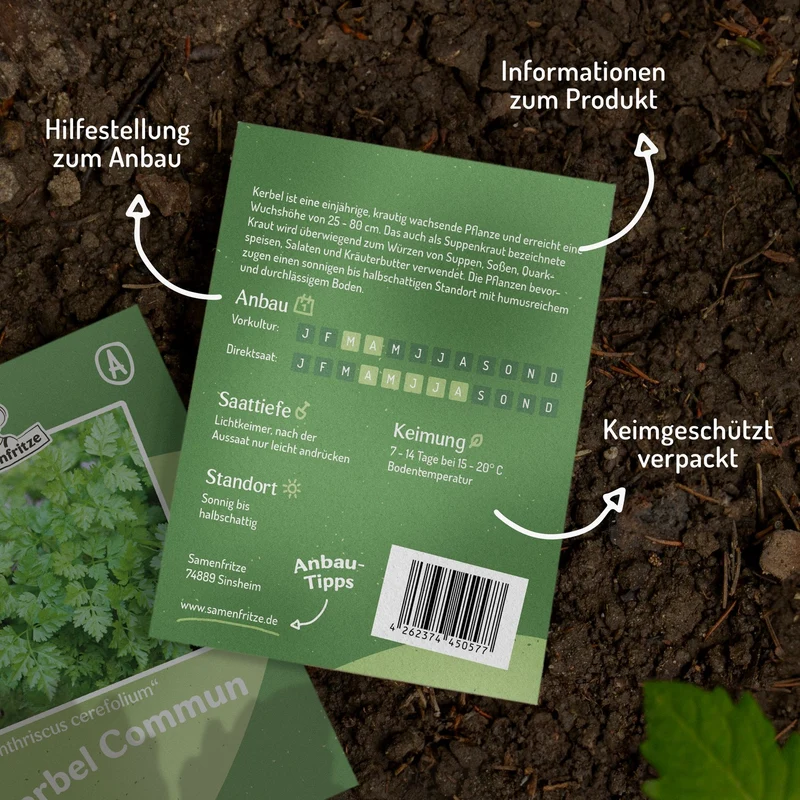 Kerbel Commun Samen, Anthriscus cerefolium
