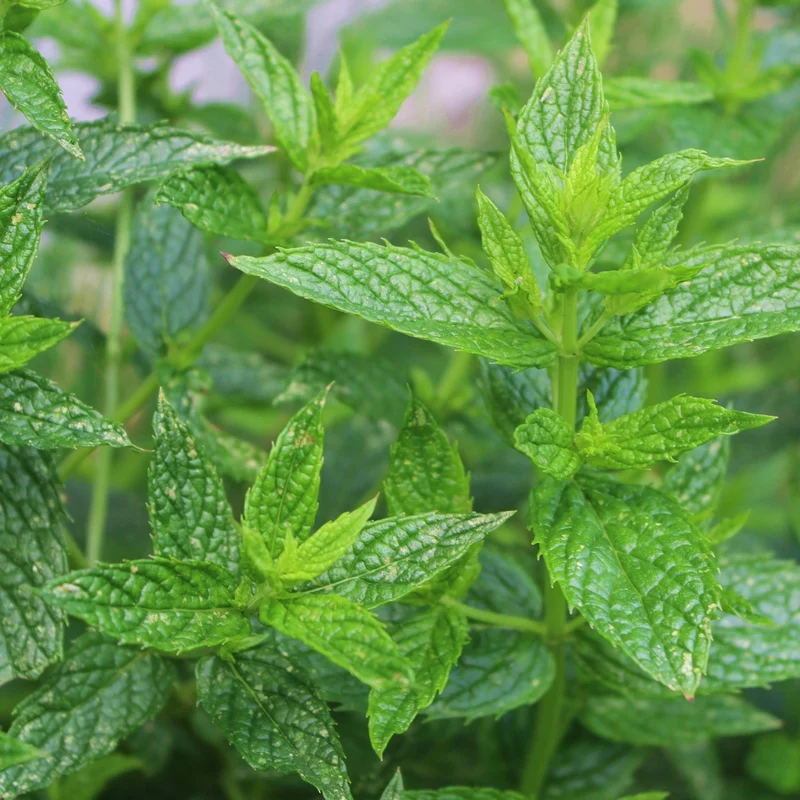 Pfefferminze Samen, Mentha piperita MHD 06/27