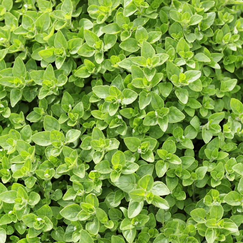 Majoran Samen, Origanum marjorana