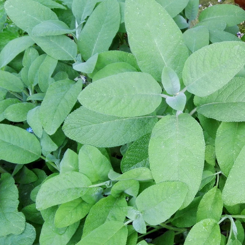 Mehrjähriger Salbei Samen, Salvia officinalis