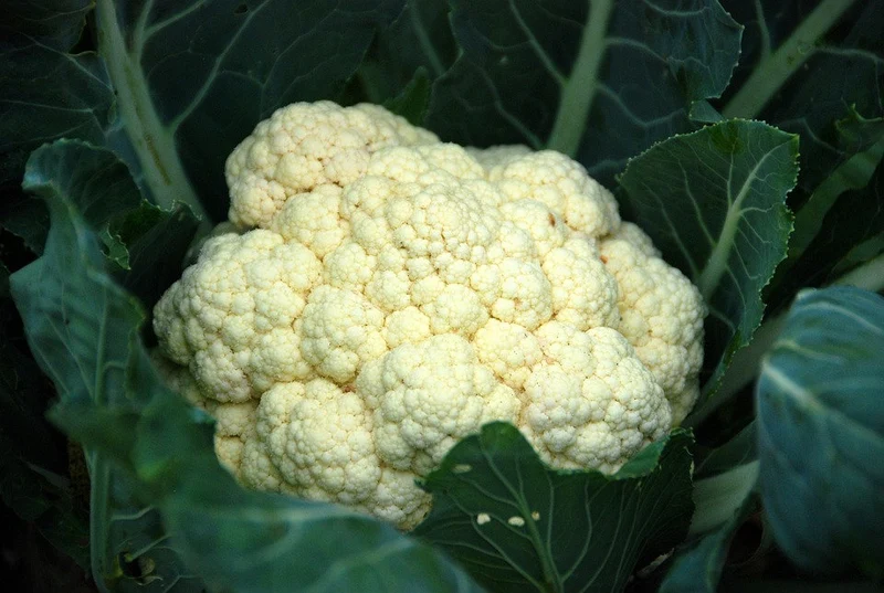 Blumenkohl "Neckarperle"