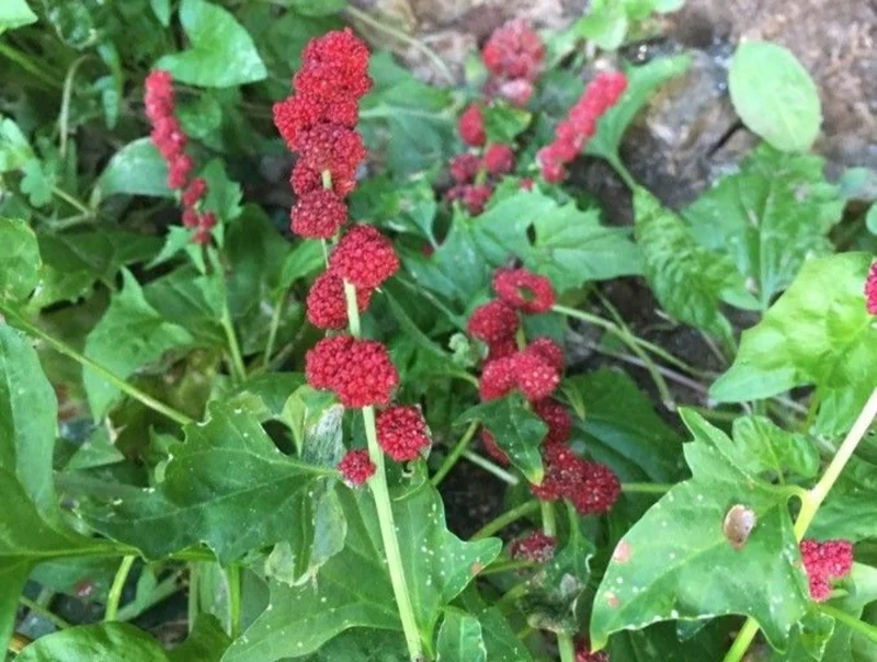 Erdbeerspinat "Chenopodium capitatum"
