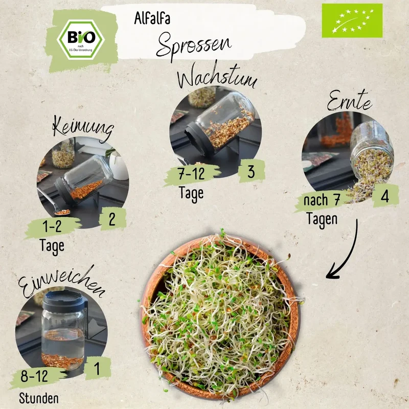 Bio Alfalfa Sprossen Samen 200g