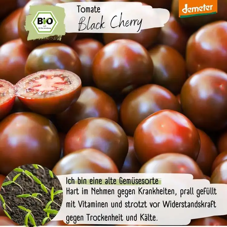Demeter Black Cherry Samen