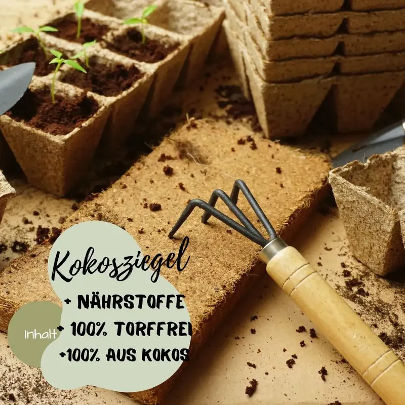 Sonnenblumen Starter Set