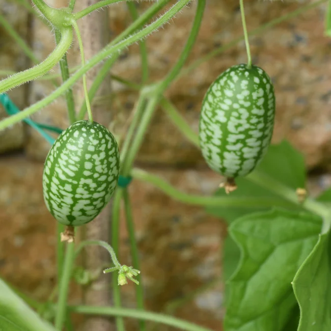 Cucamelon Organic Seed