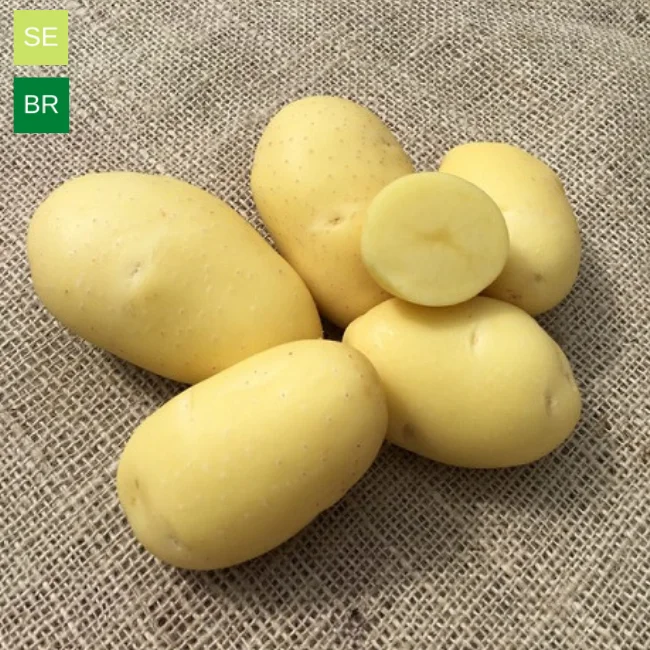 Seed Potatoes: Vitabella