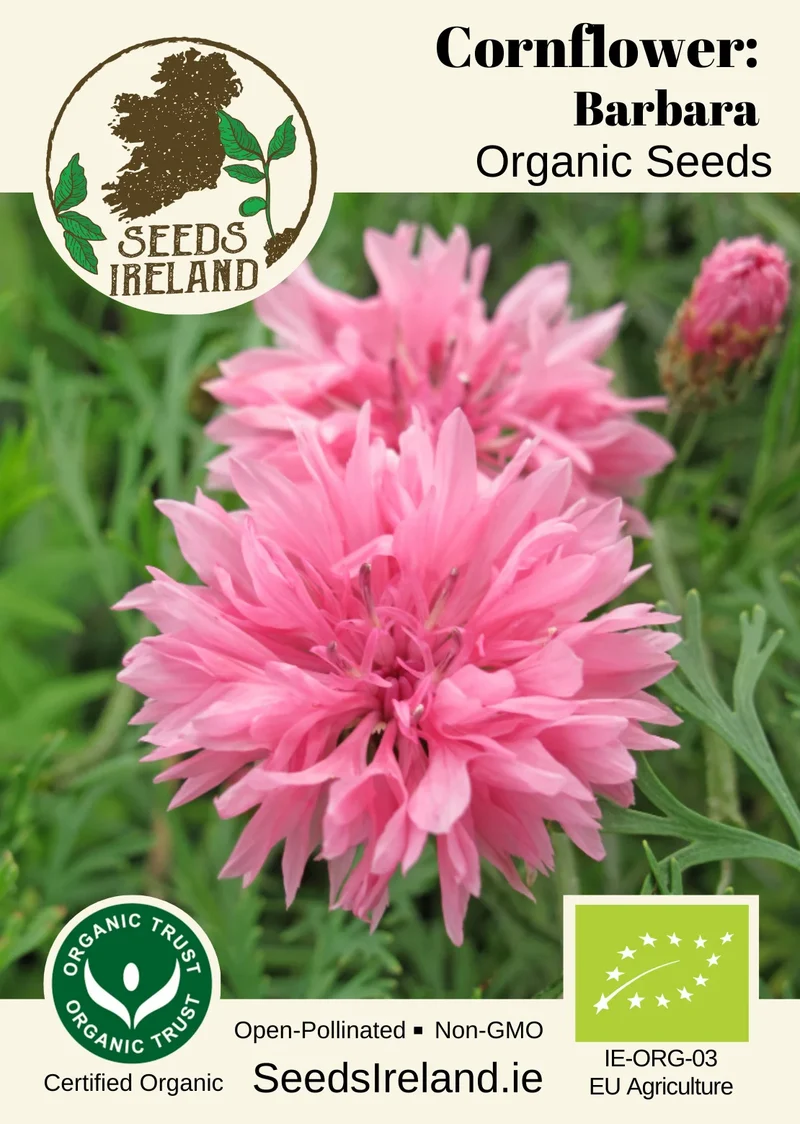 Cornflower: Barbara Organic Seed