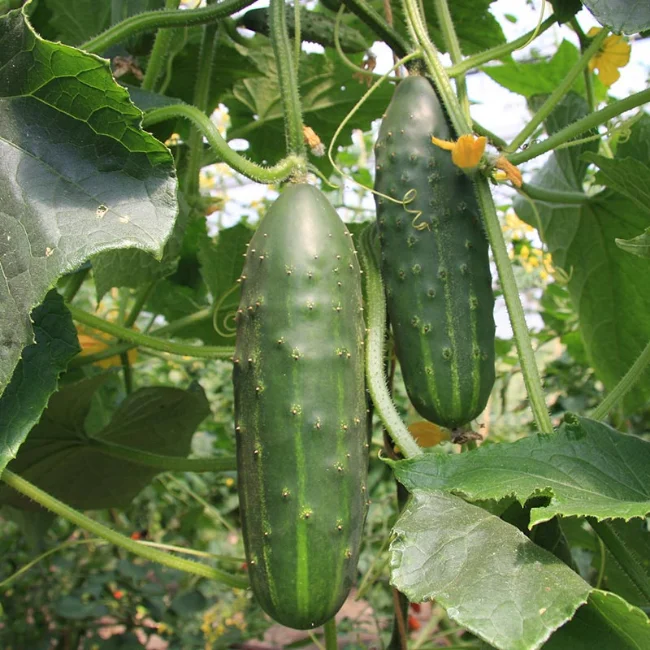 Cucumber: Marketmore Organic Seed