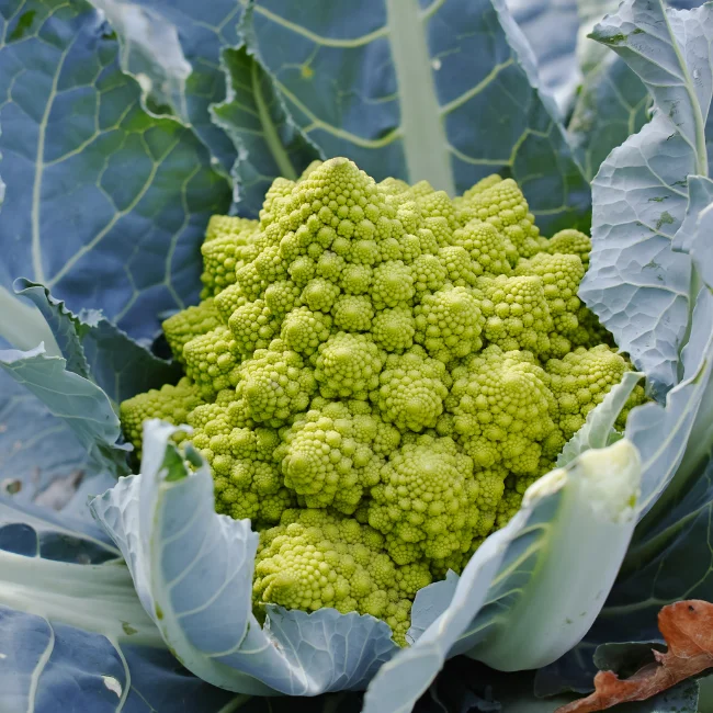 Cauliflower: Romanesco Organic Seed