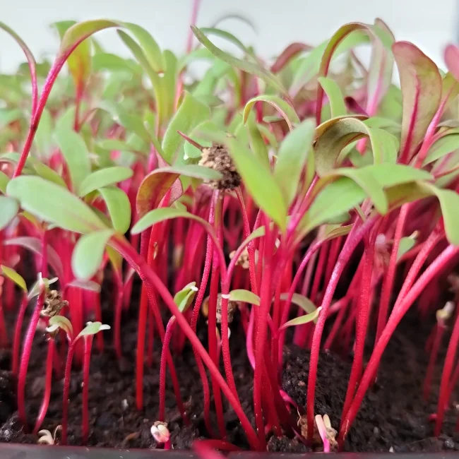 Organic Microgreen Seed: Bulls Blood Beet