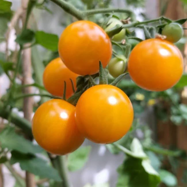 Cherry Tomato: Sungold Select II Seed